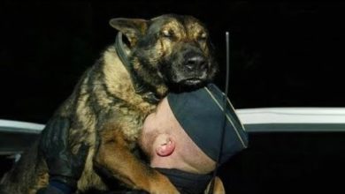 Photo of Этот Пес Дождался Хозяина… Невероятно Преданные Породы Собак .