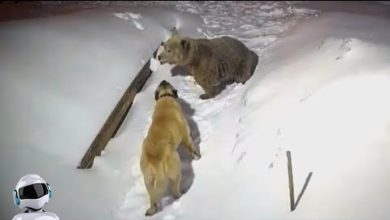 Photo of Медведь Атаковал Кангала / Случаи с Животными Снятые на Камеру