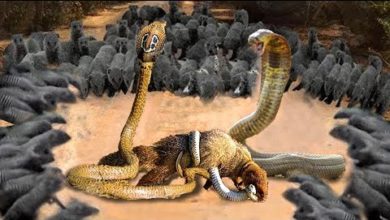 Photo of Чужой Среди Своих — КОРОЛЕВСКАЯ КОБРА В ДЕЛЕ!