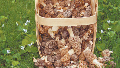 Photo of Случаи на охоте