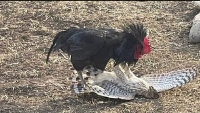 Photo of Вот Почему Они Ненавидят Друг Друга Миллионы Лет…