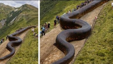 Photo of 20 Самых Больших ЗМЕЙ, Которых Только Удалось Снять На Видео!