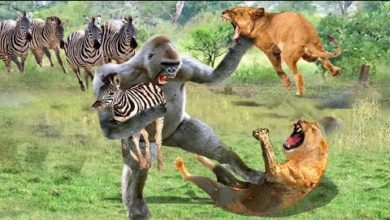 Photo of Животные Спасают Друг Друга! Невероятные Случаи Взаимопомощи Между Животными