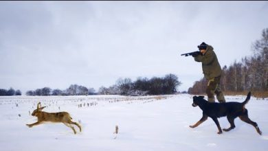Photo of ОХОТА НА ЗАЙЦА ПО НАСТУ. 2 дня трудовой охоты