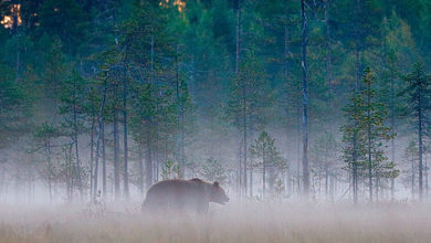 Photo of Медведь — хозяин леса