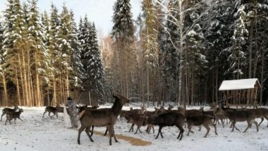 Photo of Охотхозяйство АНО «КЛУБ ОХОТНИКОВ И РЫБАКОВ» приглашает