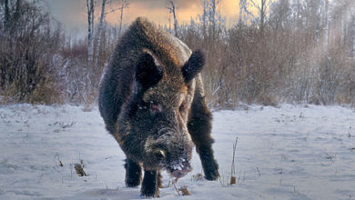 Photo of Неожиданная атака