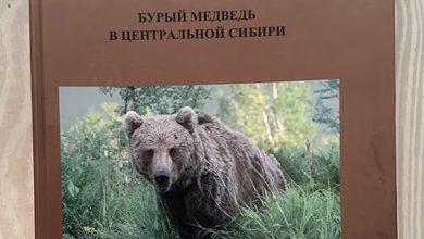 Photo of М.Н. Смирнов. Бурый медведь в Центральной Сибири