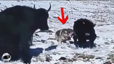Photo of Уничтожил за Секунду / Редкие Битвы Животных Снятые на Камеру