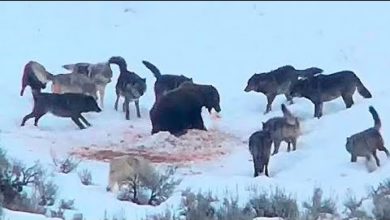 Photo of Волки Окружили Медведя!  Вот Что Было Дальше…