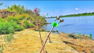 Photo of ВОДА КИПИТ, ЛОМАЮТ ТЫЧКИ! ВОТ ЭТО КЛЕВ!!! Рыбалка на донки и спиннинг.
