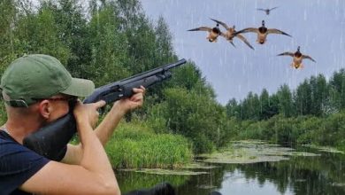 Photo of УДАЧНАЯ ОХОТА НА УТКУ ПОД ДОЖДЕМ.  Быстрая и результатная охота