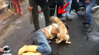 Photo of Это НУЖНО Видеть! Животные Герои Снятые На Камеру