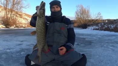 Photo of Всё же добрался до нового места! Щука и окунь на р. Паника!