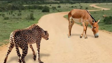 Photo of Вот На Что Способны Злые Ослы! Редкие Сражения Животных , Снятые на Камеру
