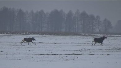 Photo of ЗАГОННАЯ ОХОТА НА ЛОСЯ, КАБАНА, КОСУЛЮ. Хватило одного загона