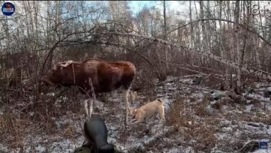 Photo of ОХОТА на ЛОСЕЙ со ЗРИТЕЛЯМИ канала. Лоси в шоке!