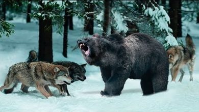 Photo of Эти Волки Окружили Огромного Медведя. Вот Что Было Дальше…