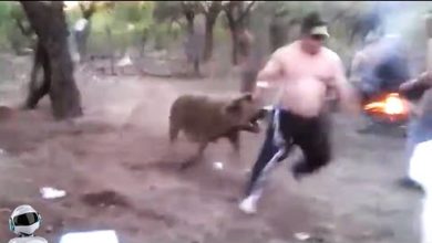 Photo of Это НУЖНО Видеть! Очень Редкие Случаи с Животными, Снятые На Камеру