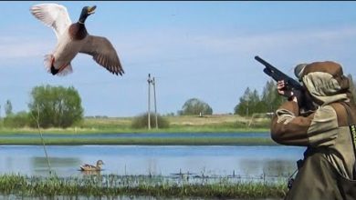 Photo of ВСЯ КРАСОТА ОХОТЫ С ПОДСАДНОЙ УТКОЙ НА СЕЛЕЗНЯ. Открытие весенней охоты 2024 скоро на канале