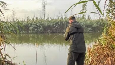 Photo of ДА КТО В ЭТОЙ ЯМЕ!!!? ПРОВЕРИЛ ЕЩЕ ОДНУ, НЕ ОЖИДАЛ ТАКОГО КЛЕВА!!! Рыбалка на донки осенью.