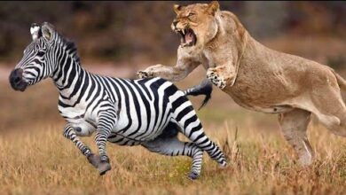 Photo of Самоуверенный Лев  Погнался За Огромной Зеброй! Вот Что Было Дальше…