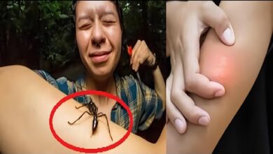 Photo of Укус Этого Муравья Вы не Забудете Никогда!