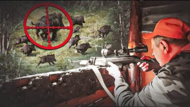 Photo of ОХОТА на КАБАНОВ! В прицеле 35 кабанов. Кого добывать?