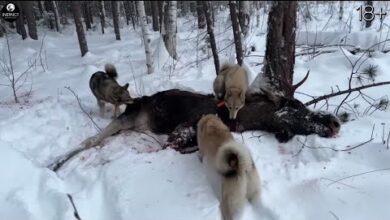 Photo of ЗВЕРИ ПАДАЮТ БЫСТРО! ОХОТА на МЕДВЕДЯ и ЛОСЯ с СОБАКАМИ.