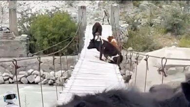 Photo of Такое Редко Увидишь / Безумные Случаи с Животными, Снятые на Камеру