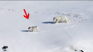 Photo of Уничтожил за Секунду! 30 Безумных Битв Животных, Снятых на Камеру