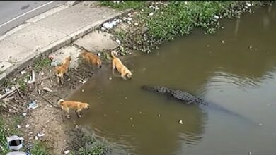 Photo of Секунды До Нападения / Случаи с Животными Снятые на Камеру