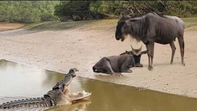 Photo of Он Решил Напасть… Но Всё Пошло Не По Плану! Хищники, Которые Просчитались!