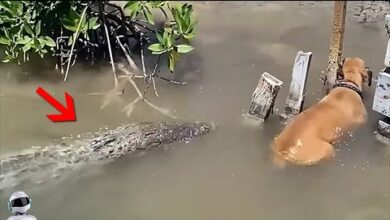 Photo of Эти Безумные Случаи с Животными Шокировали Интернет! Снято на Камеру!