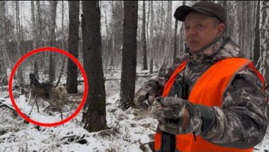 Photo of Волкособ и лайка агрессивно работают лося. Удачная охота с подхода.