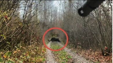 Photo of Охота на КАБАНА с собаками. Потрясающие выстрелы от профессионального охотника