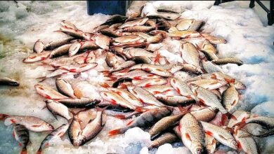 Photo of НЕВОЗМОЖНО ПОВЕРИТЬ😱!!! ЗДЕСЬ РЫБЫ БОЛЬШЕ ЧЕМ ВОДЫ! Первая зимняя рыбалка в этом году.