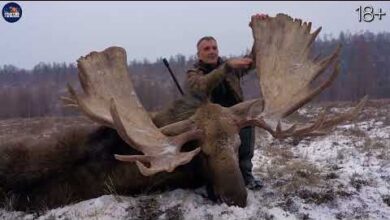 Photo of Организация ОХОТЫ в РОССИИ: Медведь, Лось, Кабан, Косуля. Ждем в гости охотников со всего мира!