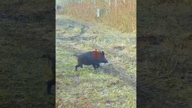 Photo of Охота на Кабана в Сербии 👇